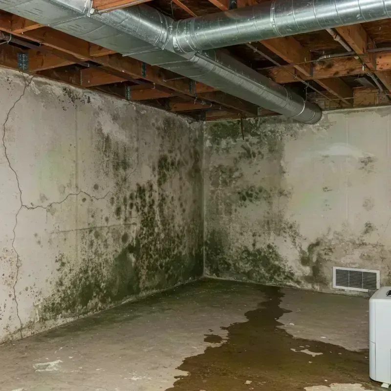 Professional Mold Removal in Brownsville, KY